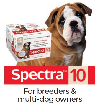 Spectra 10