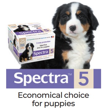 Spectra 5