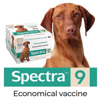 Spectra 9