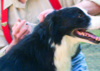 Step Four vaccine injection site image