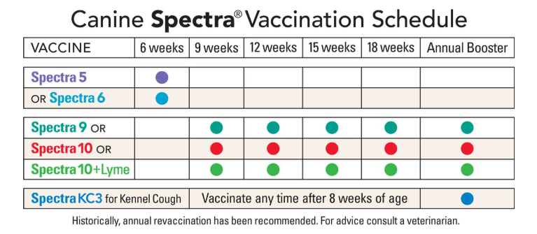 Puppy vaccination schedule timeline